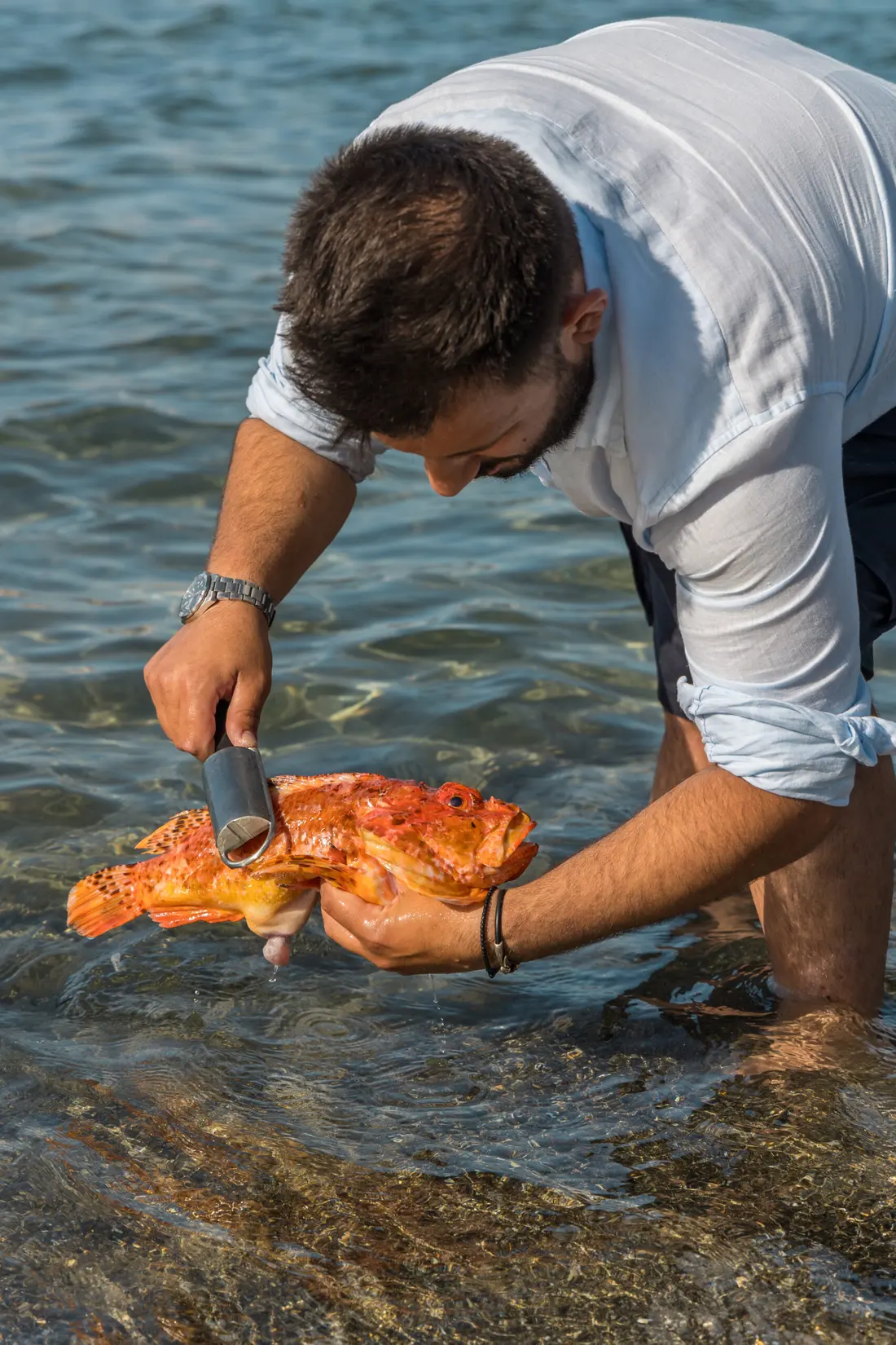 Ο chef ξεπλένει φρέσκο ψάρι στη θάλασσα